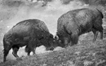 Wildlife