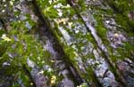 Cracks and Moss