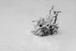 Ephemeral Crescendo
