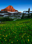 Glacier Lilies