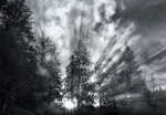 Glory Tree