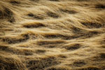 Hair