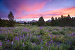 Lupine Sunset