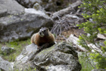 Marmot