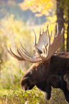 Moose 1