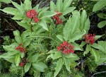 Mountain Berries