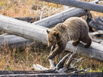 Nimble Grizzly Cub