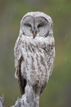 Owl11