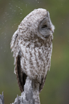 Owl7