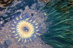 Solar Wind