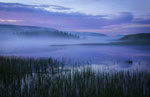Summer Serenity