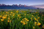 Teton Bloom