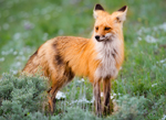 Vulpes vulpes beautifulus