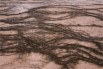 Witches Hair